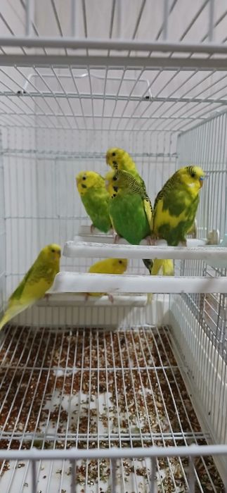 Папугай валнистый