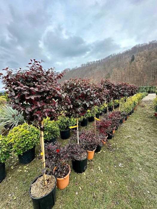 Plante de Pepinieră pentru Curte – Servicii de Montaj Inclus