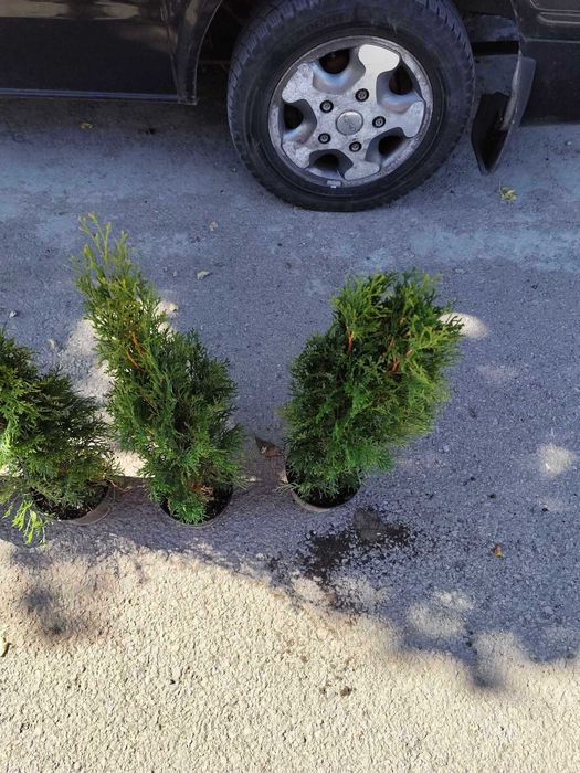 Западна туя Смарагд