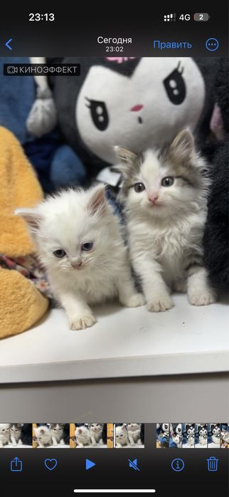 Отдам котят в добрые руки