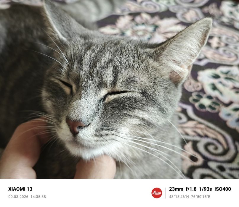 Отдам котенка в хорошие руки