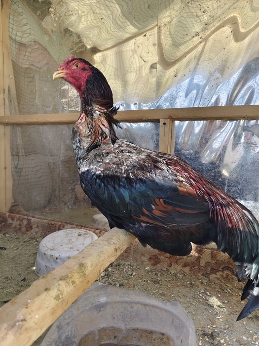 Dakan xoroz urushgan video lari bor narxi kelishiladi grek bn karea  q