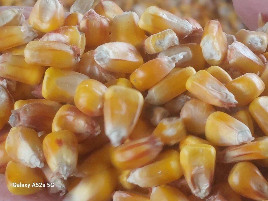 Vând porumb boabe producție 2025