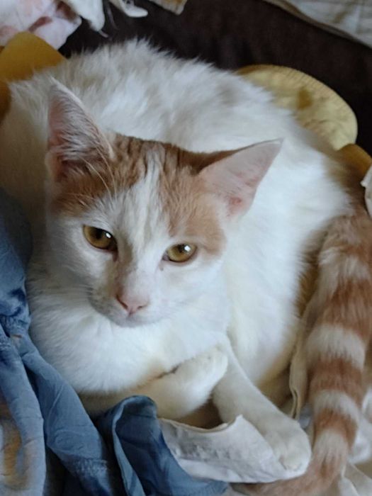 Борянка търси дом и осиновител!