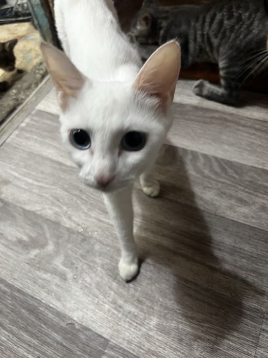 Коты в хорошое руки, домашние