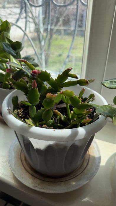 Комнатные цветы