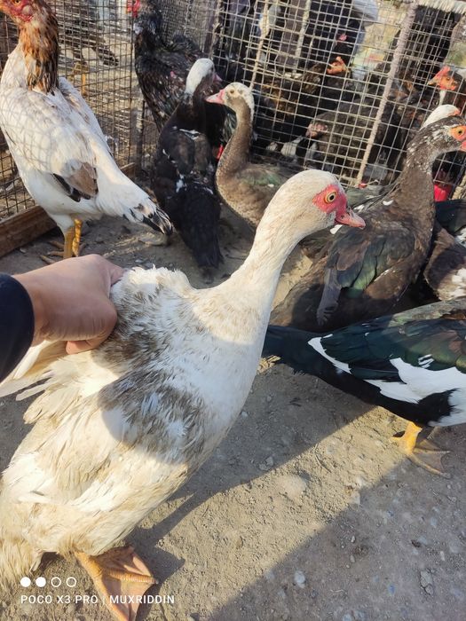 Quyon tovuq induk ordek va boshqa turdegi parranda goshtlarimiz bor