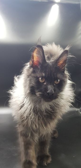 Кот мейн-кун крупный