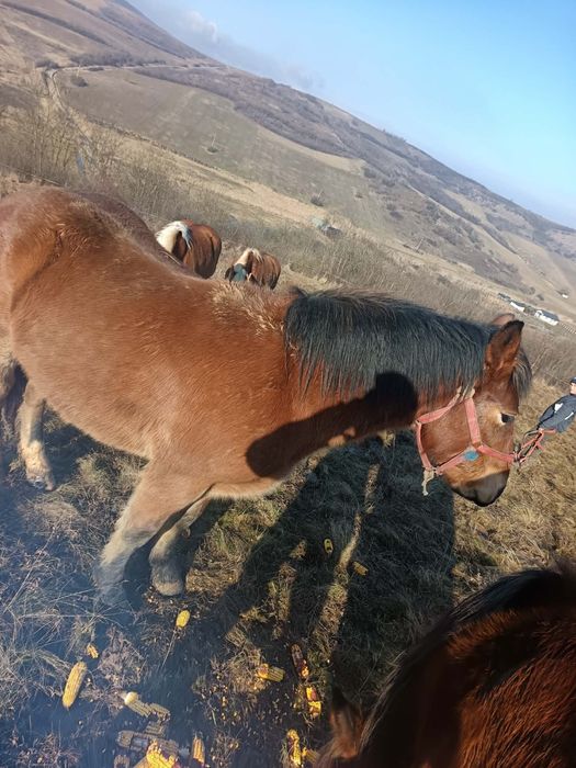 Vand  doi manji si o iapa