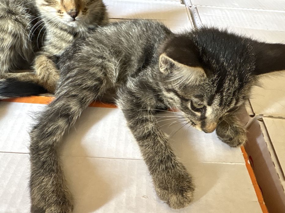 Котята домашние не дикие