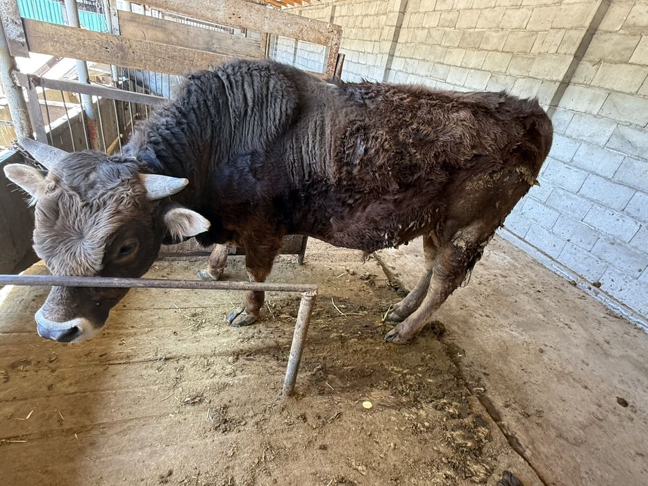 Бык бұқа сатылады