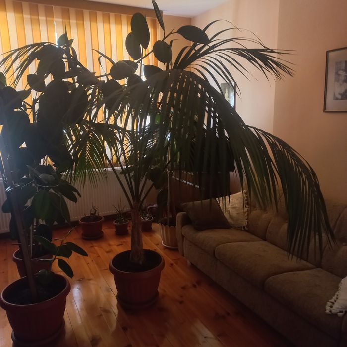 Продавам Палма Кения, 2.4м.висока
