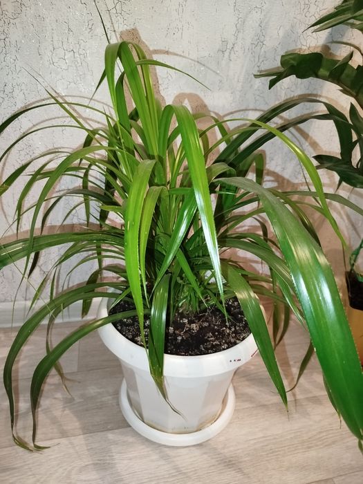 Комнатные цветы продам