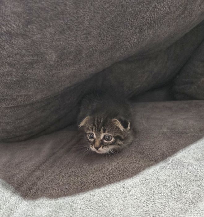 Шотландский котёнок. мальчик .