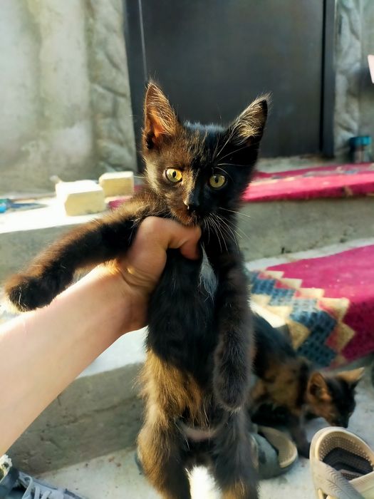 Отдадим бесплатно котят.