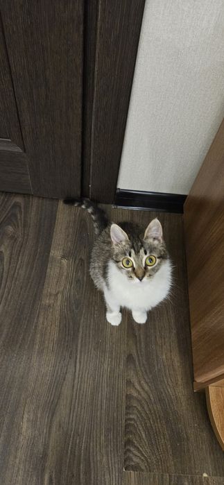 Котёнок Девочка в дар!