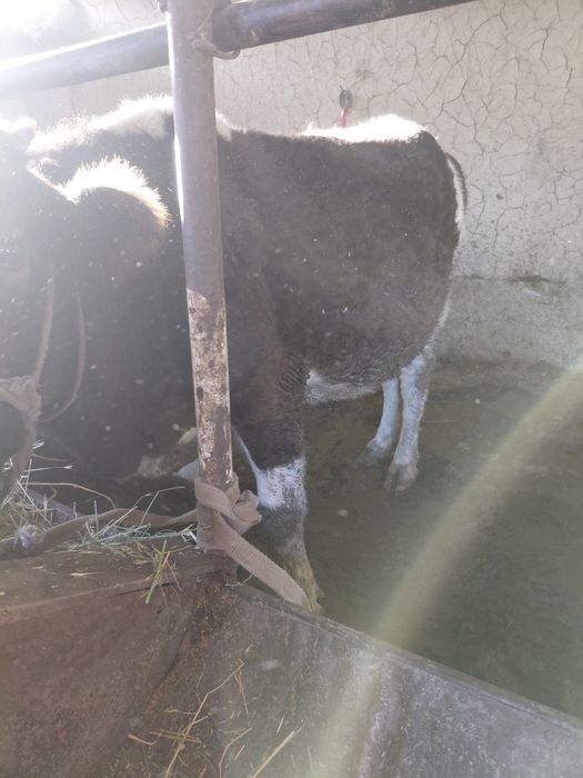 Бордақы сиыр сатылады