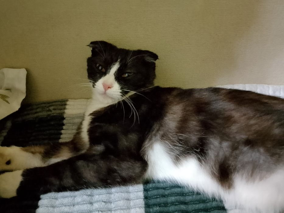 Отдам кошку в добрые руки