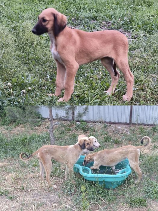 Щенки казахской тазы