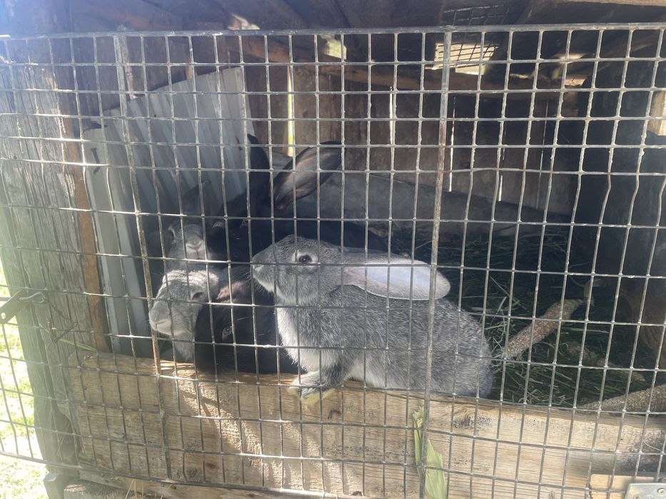 Vand iepuri taile mare