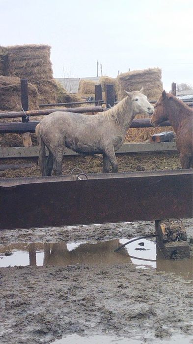 Продам лошадей с откорма