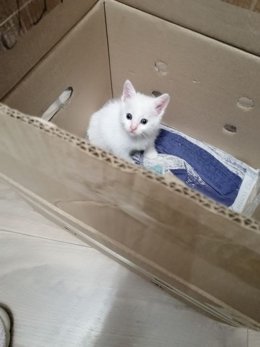 Отдам маленького котенка