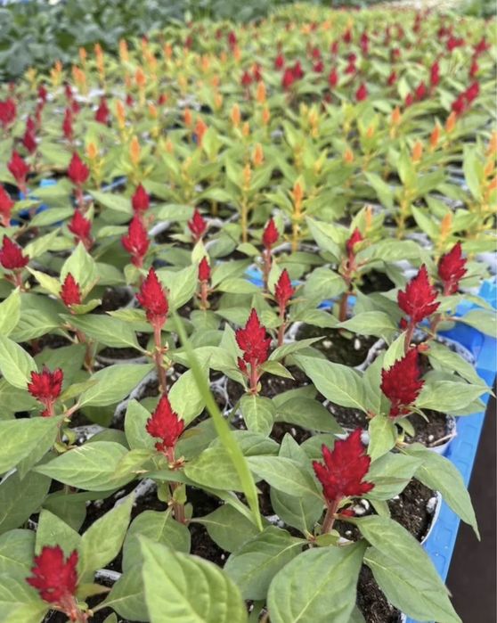 П е т у н и я - о д н о л е т к а