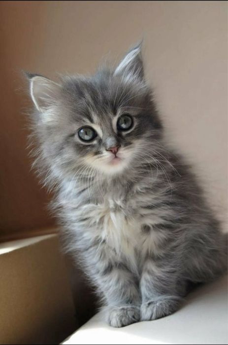 Котенок 2 месяца, мальчик