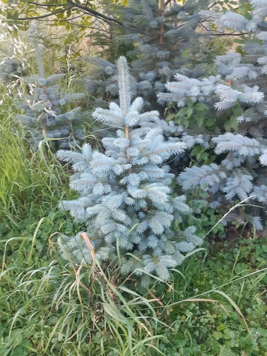 Molid argintiu ,pepiniera molid/brad