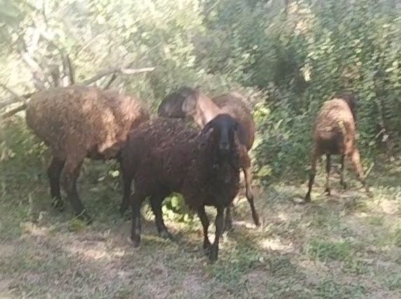 Қойлар сатылады  отличном состоянии