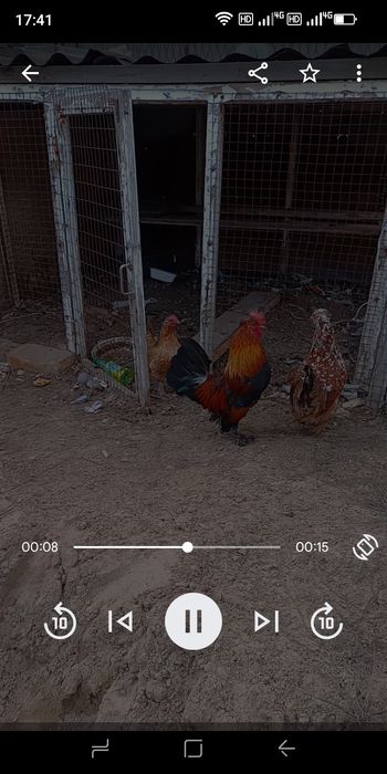 Продам карликов семейка