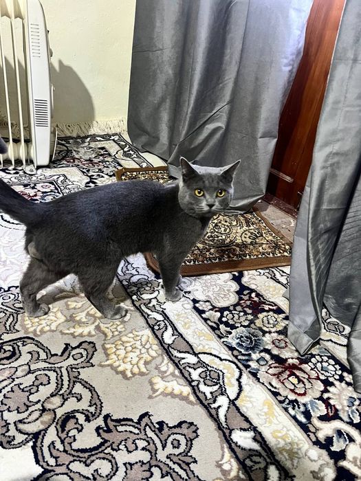 Кошка  продаётся