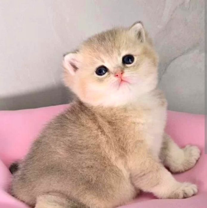 коШечка и коТик БриТансКие