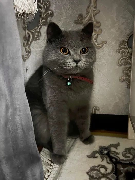 Tanya porno, Ukraina