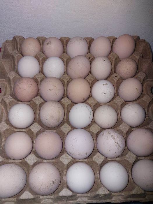 Продам Яйца В Инкубатор Другое