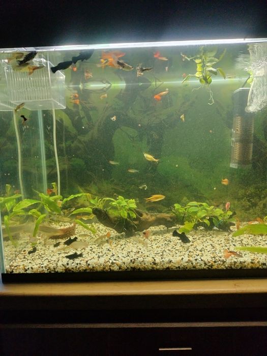 Аквариумные  рыбки