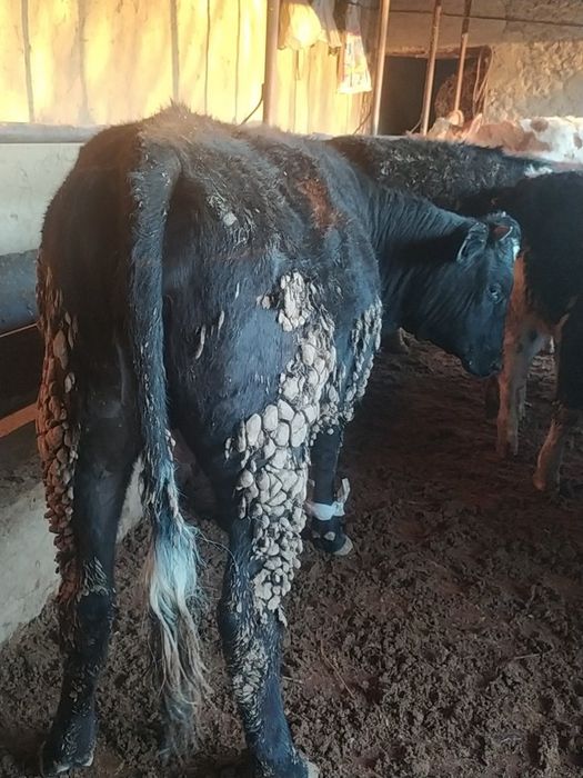 Толық жалаңаш әйелдердің суреттері