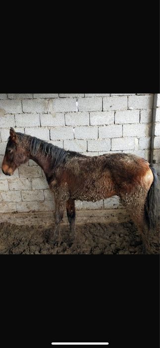 Сатылатын атдар бар бордакы семыз 2 бас