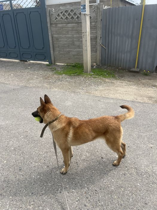 Белгиски овчарка жеты ай