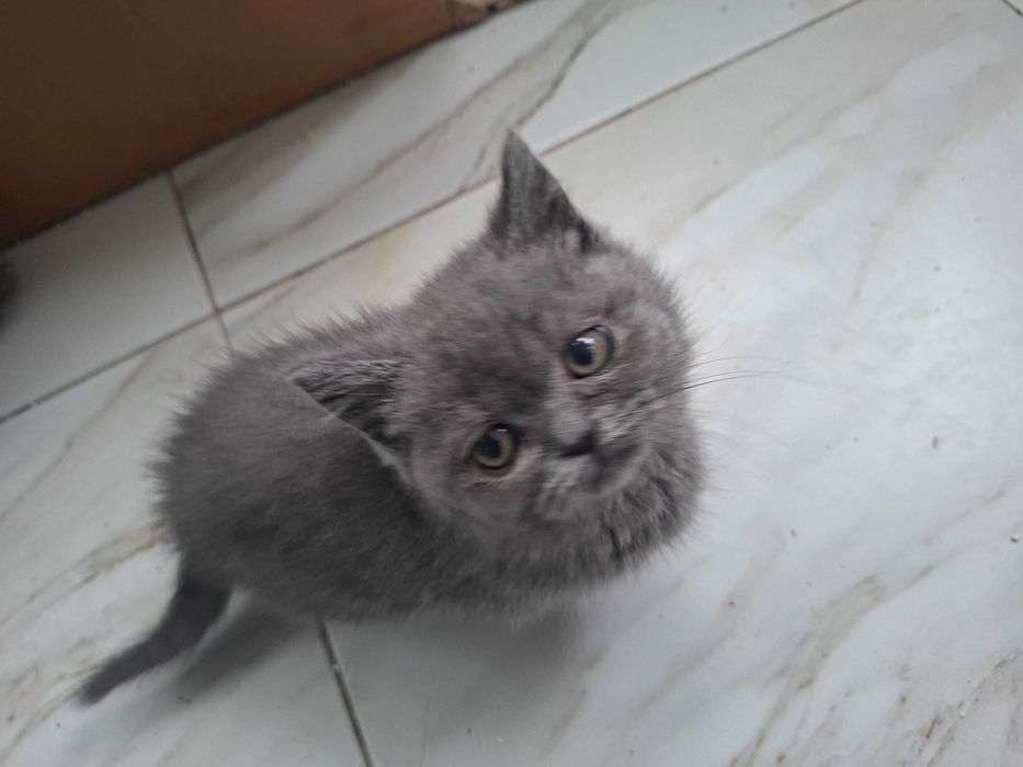 Британски котета