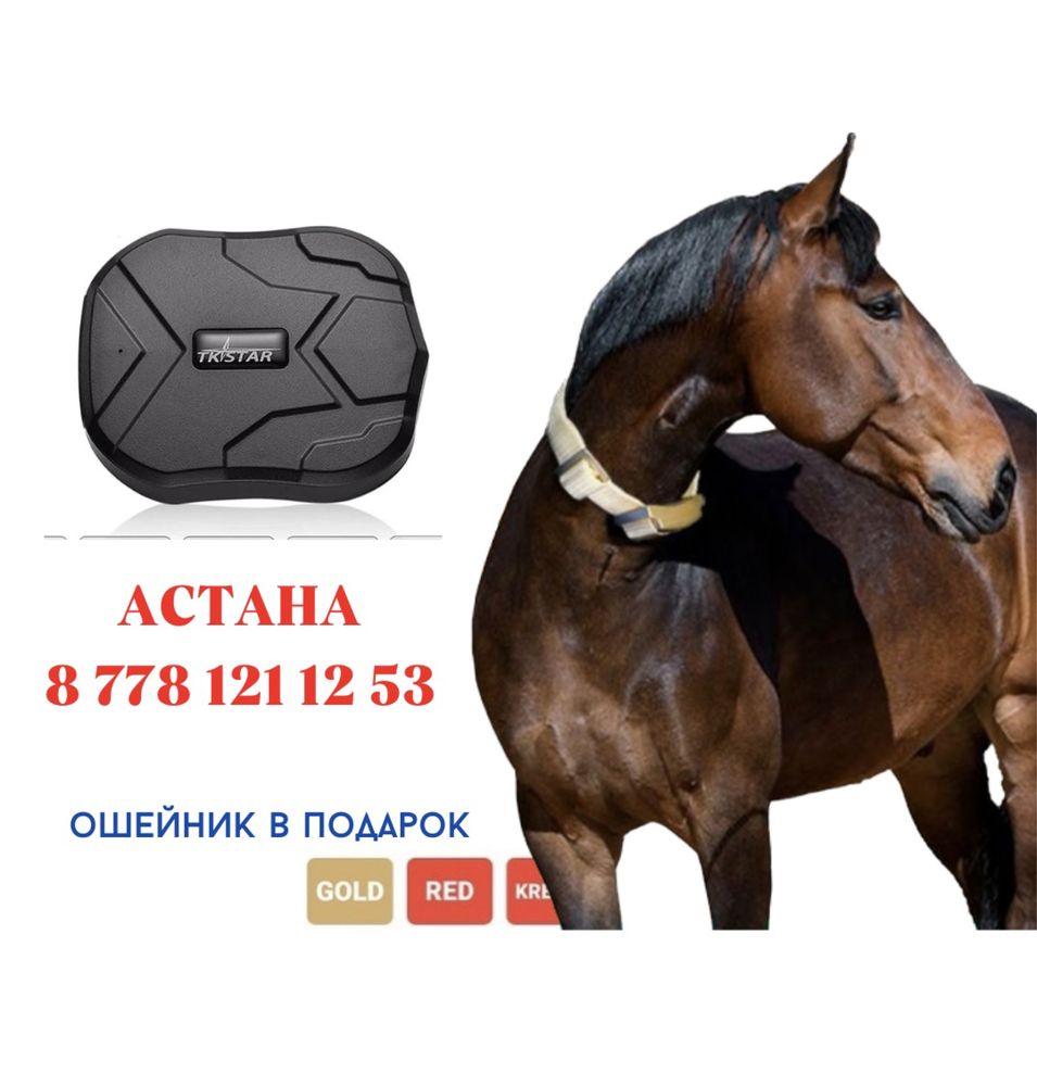 ЖПС трекер для лошадей. Жпс жылкыга: 24 000 тг. - Зоотовары Астана на Olx
