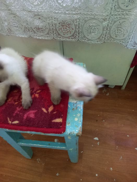 Продаю сиамских катят