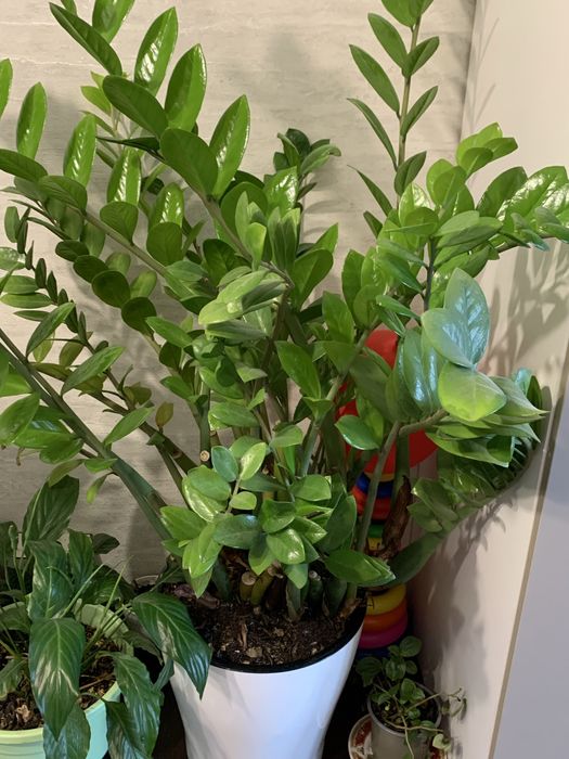 Продам долоровое дерево