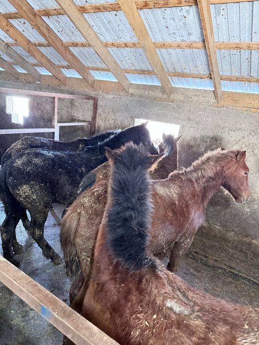 Жылқы 1.5-2жасар