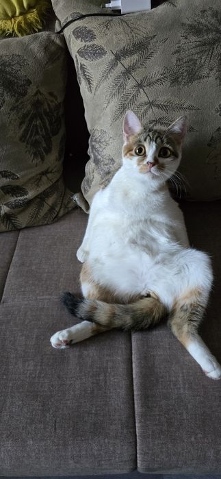 Шотландская трёхцветная девочка