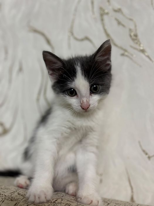 Отдам котенка в доьрые руки