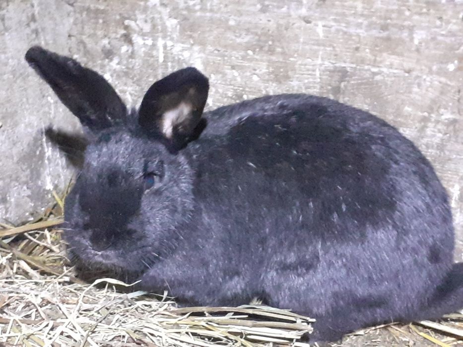 Iepuroaica de vinzare