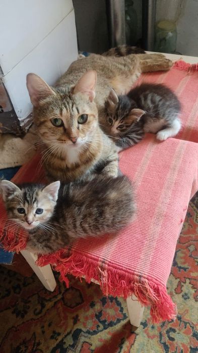 Отдам в добрые ручки.