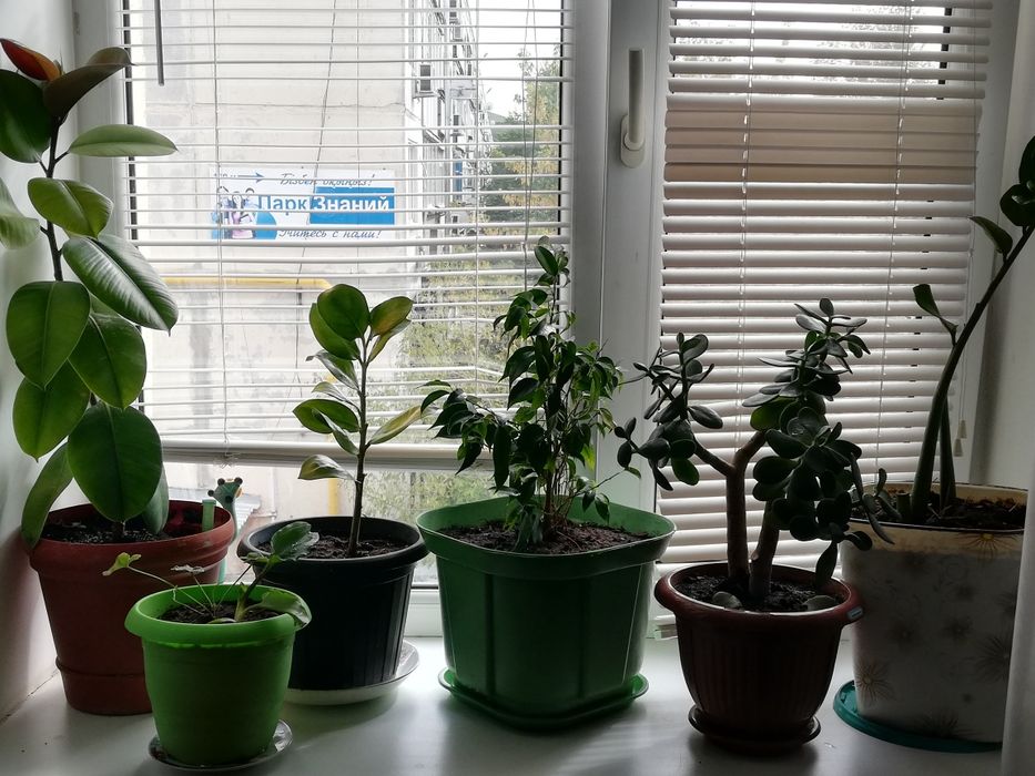 Продам денежное дкрево