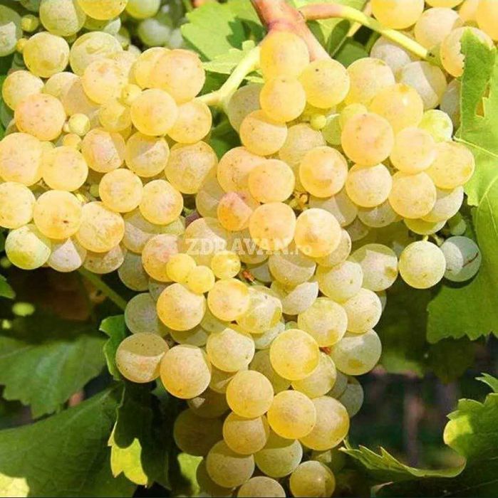 Vând Struguri De vin